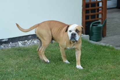 Continental Bulldogs Seeblickbulls Bilderalbum - bei Al Bruno zu Besuch