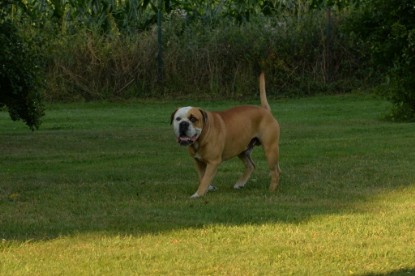 Continental Bulldogs Seeblickbulls Bilderalbum - bei Al Bruno zu Besuch