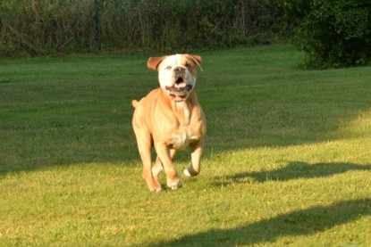 Continental Bulldogs Seeblickbulls Bilderalbum - bei Al Bruno zu Besuch