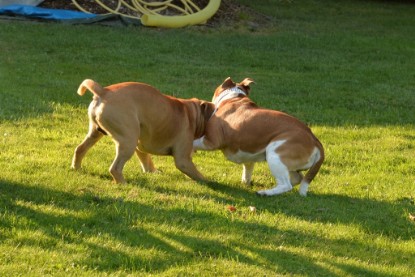 Continental Bulldogs Seeblickbulls Bilderalbum - bei Al Bruno zu Besuch