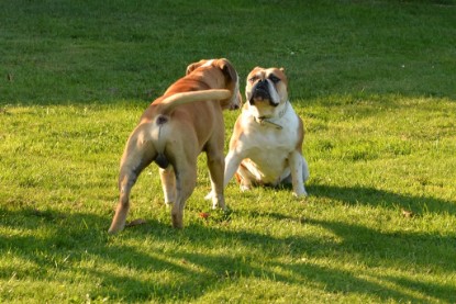 Continental Bulldogs Seeblickbulls Bilderalbum - bei Al Bruno zu Besuch