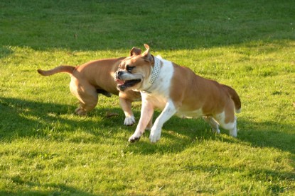 Continental Bulldogs Seeblickbulls Bilderalbum - bei Al Bruno zu Besuch