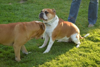 Continental Bulldogs Seeblickbulls Bilderalbum - bei Al Bruno zu Besuch