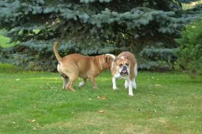 Continental Bulldogs Seeblickbulls Bilderalbum - bei Al Bruno zu Besuch