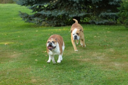 Continental Bulldogs Seeblickbulls Bilderalbum - bei Al Bruno zu Besuch