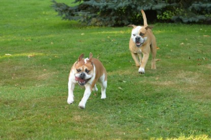 Continental Bulldogs Seeblickbulls Bilderalbum - bei Al Bruno zu Besuch