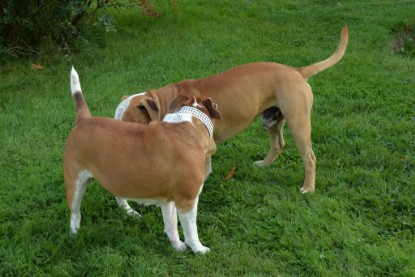 Continental Bulldogs Seeblickbulls Bilderalbum - bei Al Bruno zu Besuch