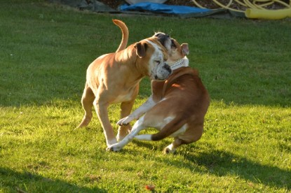 Continental Bulldogs Seeblickbulls Bilderalbum - bei Al Bruno zu Besuch