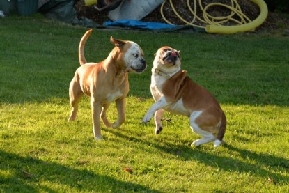 Continental Bulldogs Seeblickbulls Bilderalbum - bei Al Bruno zu Besuch