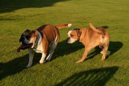 Continental Bulldogs Seeblickbulls Bilderalbum - bei Al Bruno zu Besuch