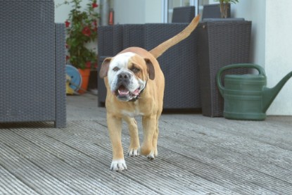 Continental Bulldogs Seeblickbulls Bilderalbum - bei Al Bruno zu Besuch