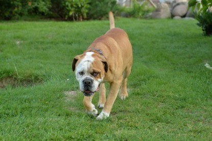 Continental Bulldogs Seeblickbulls Bilderalbum - bei Al Bruno zu Besuch