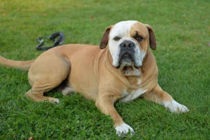 Continental Bulldogs Seeblickbulls Bilderalbum - bei Al Bruno zu Besuch