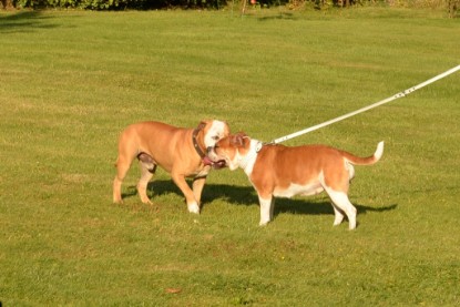 Continental Bulldogs Seeblickbulls Bilderalbum - bei Al Bruno zu Besuch