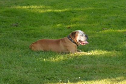 Continental Bulldogs Seeblickbulls Bilderalbum - bei Al Bruno zu Besuch