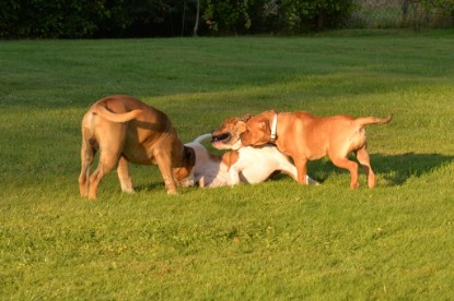 Continental Bulldogs Seeblickbulls Bilderalbum - bei Al Bruno zu Besuch