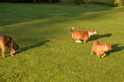 Continental Bulldogs Seeblickbulls Bilderalbum - bei Al Bruno zu Besuch