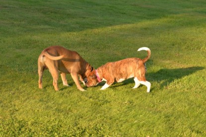 Continental Bulldogs Seeblickbulls Bilderalbum - bei Al Bruno zu Besuch