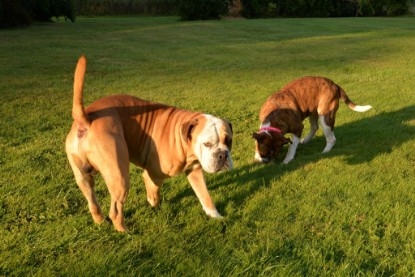 Continental Bulldogs Seeblickbulls Bilderalbum - bei Al Bruno zu Besuch