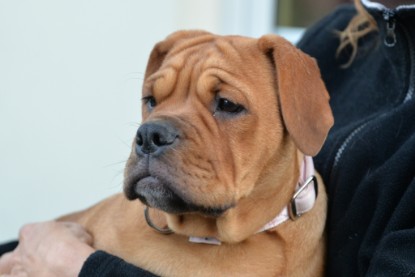 Continental Bulldogs Seeblickbulls Bilderalbum - bei Al Bruno zu Besuch