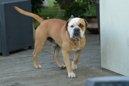 Continental Bulldogs Seeblickbulls Bilderalbum - bei Al Bruno zu Besuch