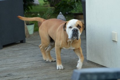 Continental Bulldogs Seeblickbulls Bilderalbum - bei Al Bruno zu Besuch