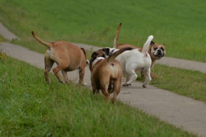 Continental Bulldogs Seeblickbulls Bilderalbum - Septemberausflug