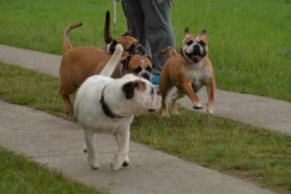 Continental Bulldogs Seeblickbulls Bilderalbum - Septemberausflug