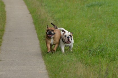 Continental Bulldogs Seeblickbulls Bilderalbum - Septemberausflug