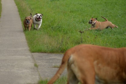 Continental Bulldogs Seeblickbulls Bilderalbum - Septemberausflug