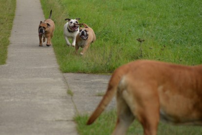 Continental Bulldogs Seeblickbulls Bilderalbum - Septemberausflug