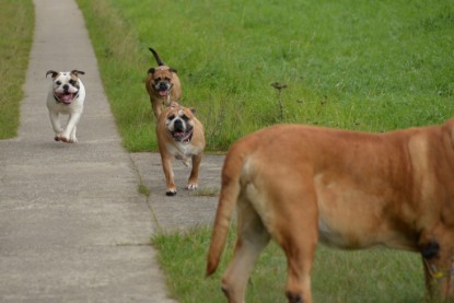 Continental Bulldogs Seeblickbulls Bilderalbum - Septemberausflug