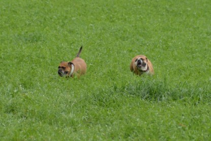 Continental Bulldogs Seeblickbulls Bilderalbum - Septemberausflug