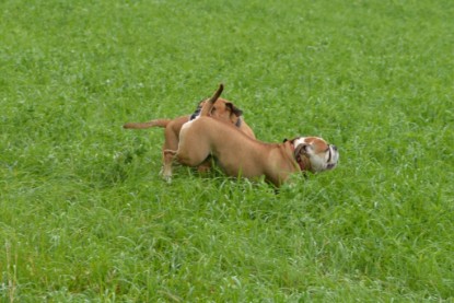 Continental Bulldogs Seeblickbulls Bilderalbum - Septemberausflug