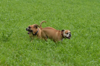 Continental Bulldogs Seeblickbulls Bilderalbum - Septemberausflug