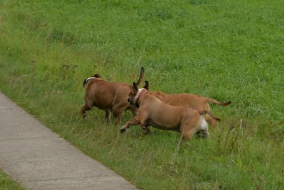 Continental Bulldogs Seeblickbulls Bilderalbum - Septemberausflug