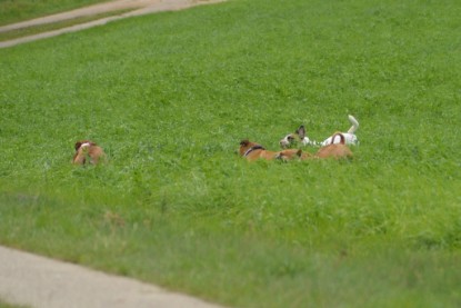 Continental Bulldogs Seeblickbulls Bilderalbum - Septemberausflug