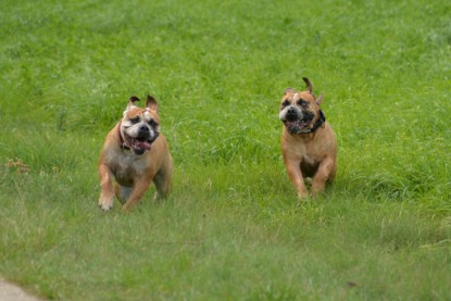 Continental Bulldogs Seeblickbulls Bilderalbum - Septemberausflug