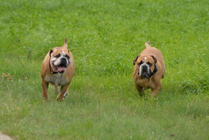 Continental Bulldogs Seeblickbulls Bilderalbum - Septemberausflug