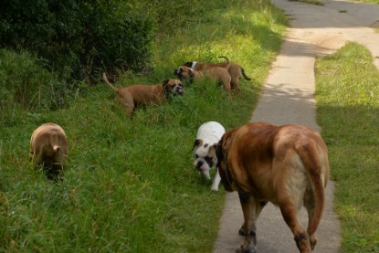 Continental Bulldogs Seeblickbulls Bilderalbum - Septemberausflug