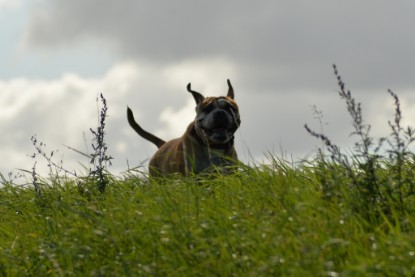 Continental Bulldogs Seeblickbulls Bilderalbum - Septemberausflug