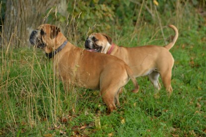 Continental Bulldogs Seeblickbulls Bilderalbum - Septemberausflug