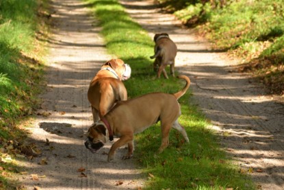 Continental Bulldogs Seeblickbulls Bilderalbum - Septemberausflug