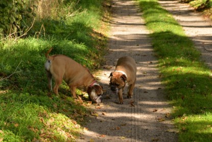 Continental Bulldogs Seeblickbulls Bilderalbum - Septemberausflug