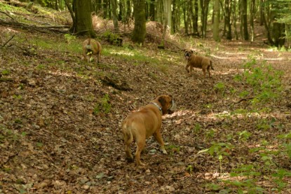 Continental Bulldogs Seeblickbulls Bilderalbum - Septemberausflug