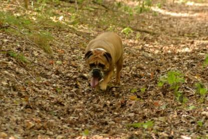 Continental Bulldogs Seeblickbulls Bilderalbum - Septemberausflug