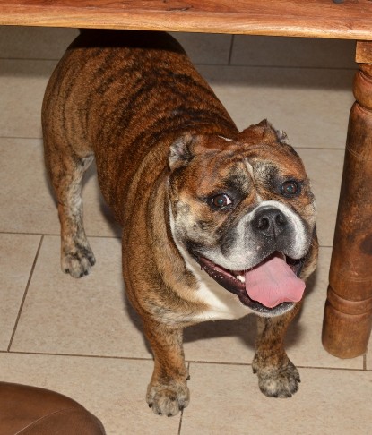 Continental Bulldogs Seeblickbulls Bilderalbum - Finn zu Besuch