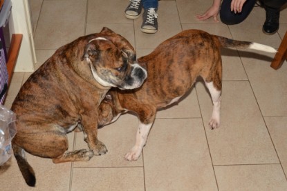 Continental Bulldogs Seeblickbulls Bilderalbum - Finn zu Besuch