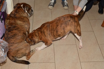 Continental Bulldogs Seeblickbulls Bilderalbum - Finn zu Besuch