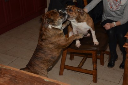 Continental Bulldogs Seeblickbulls Bilderalbum - Finn zu Besuch